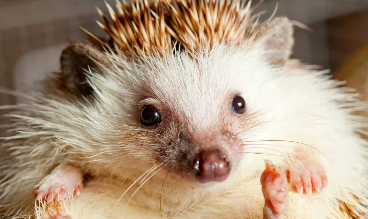 brown and white hedgehog rolled into a ball, it's face staring straight forward
