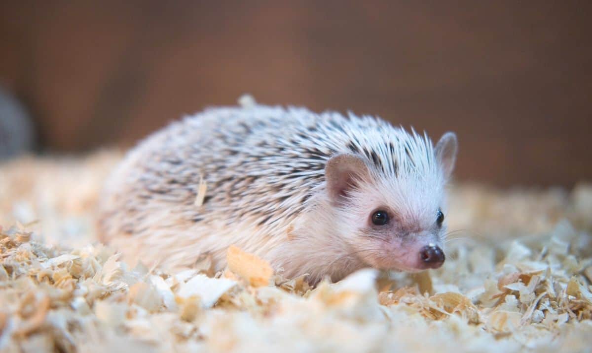 small white and brown hedgehog standing in an enclosure on top of wood shavings