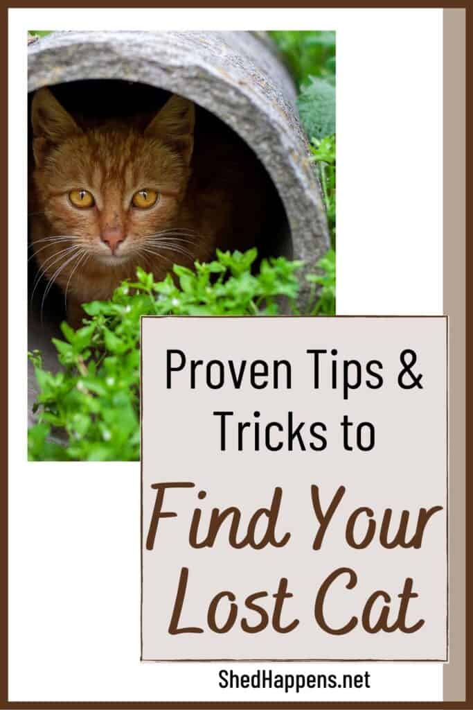 small orange tabby cat hiding in a cement culvert surrounded by class with text suggesting it will provide tricks for how to find a lost cat