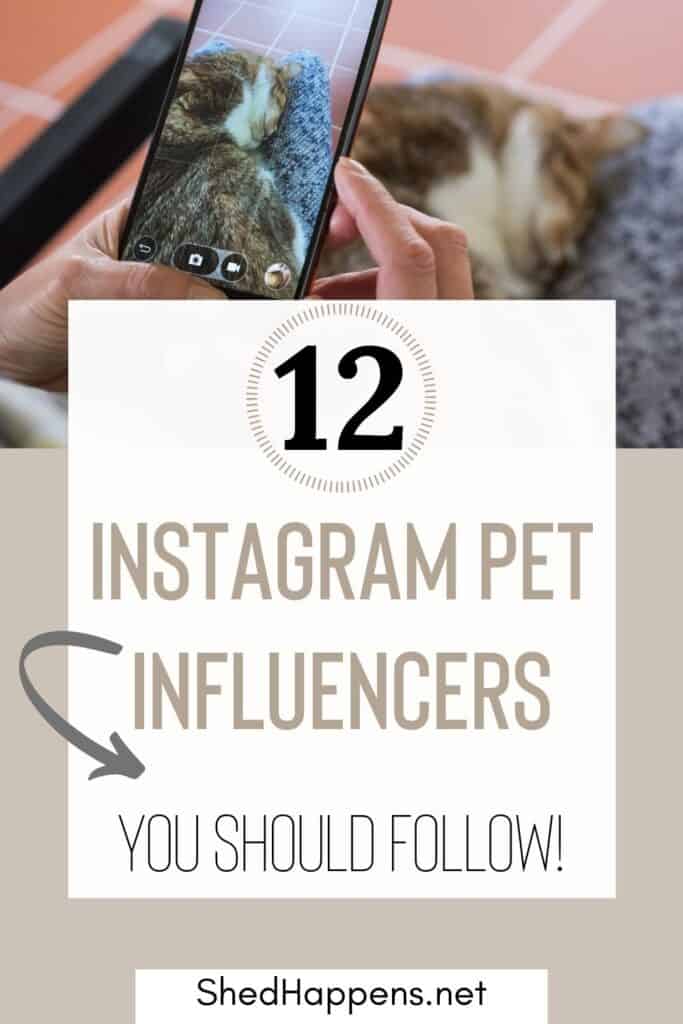 small orange, brown and white cats sleeping on a person's lap while that person takes a photo of it with a smartphone including the text 12 Instagram pet influencers you should follow