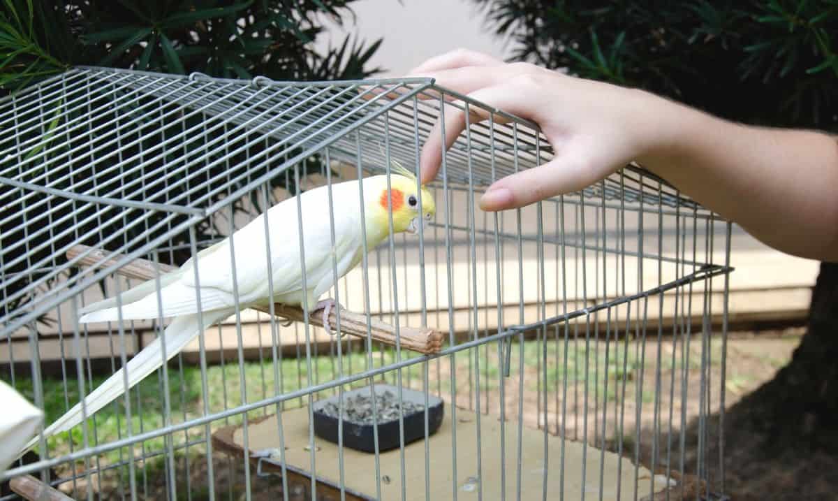 pet bird in a cage, being pet by the finger of a person reaching into the cage