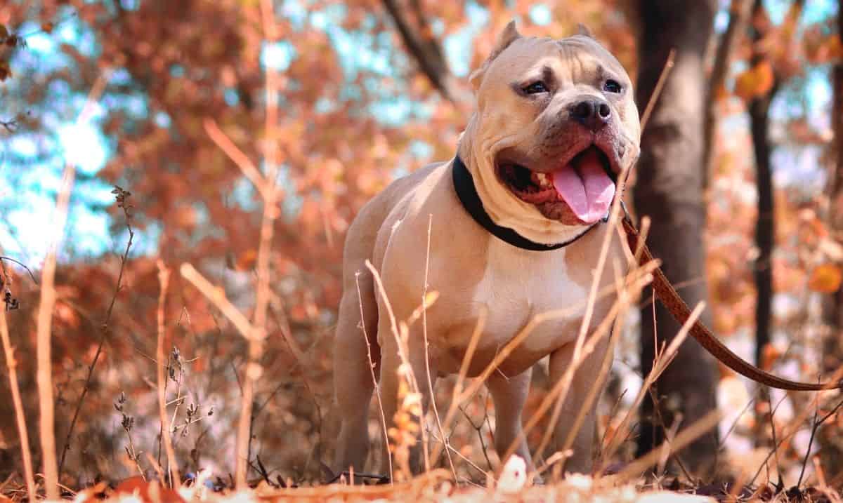 grey/brown pit bull with white markings standing outside in a forested area, with fall colours behind it, on a brown leather leash
