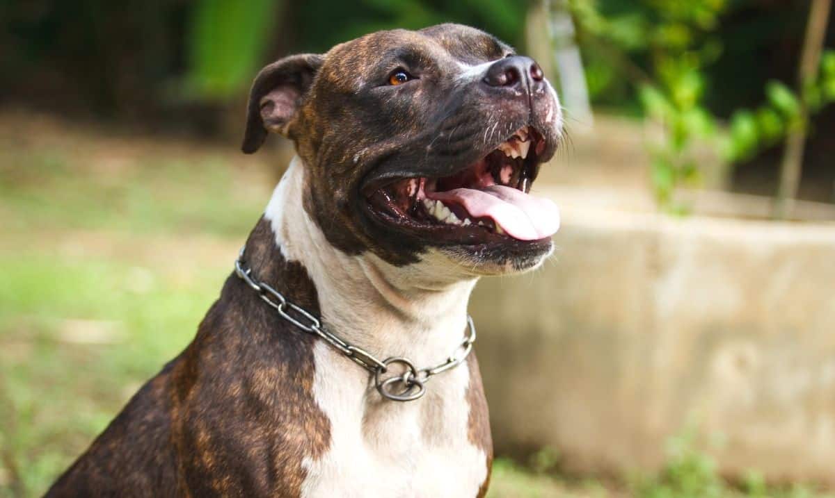 brindle pit bull dog with white markings sitting outside in the grass, panting, wearing a chain collar