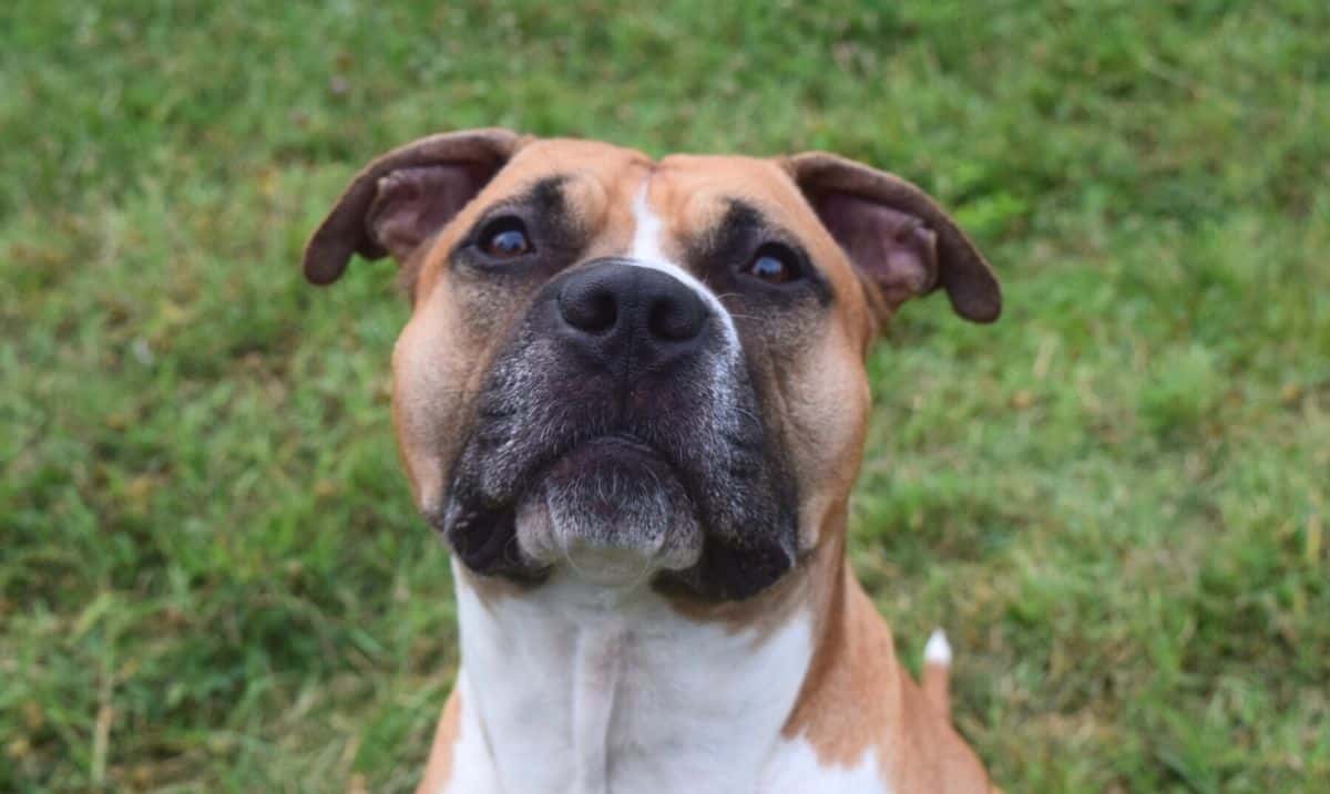 brown pit bull dog with white and black markings, sitting in the grass