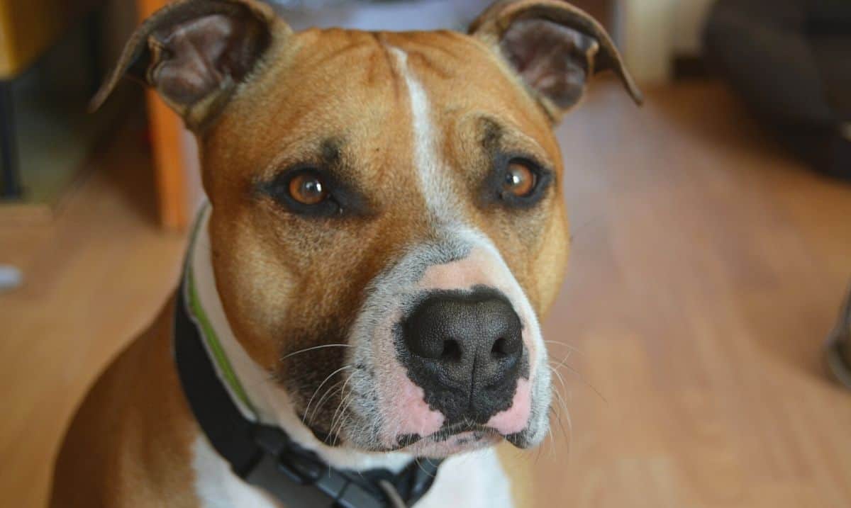 portrait of a brown pit bull with white markings, wearing a black collar