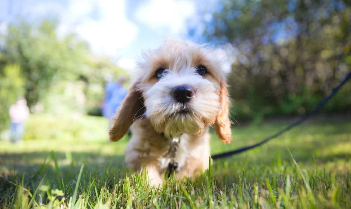 small brown and white puppy with floppy ears walking in the grass on a black leash