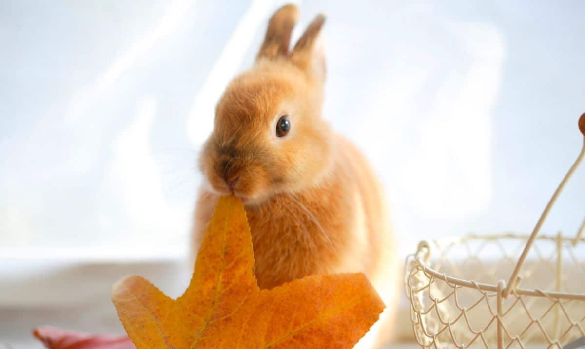small brown bunny chewing on an orange autumn leaf while standing next to a copper wire basket