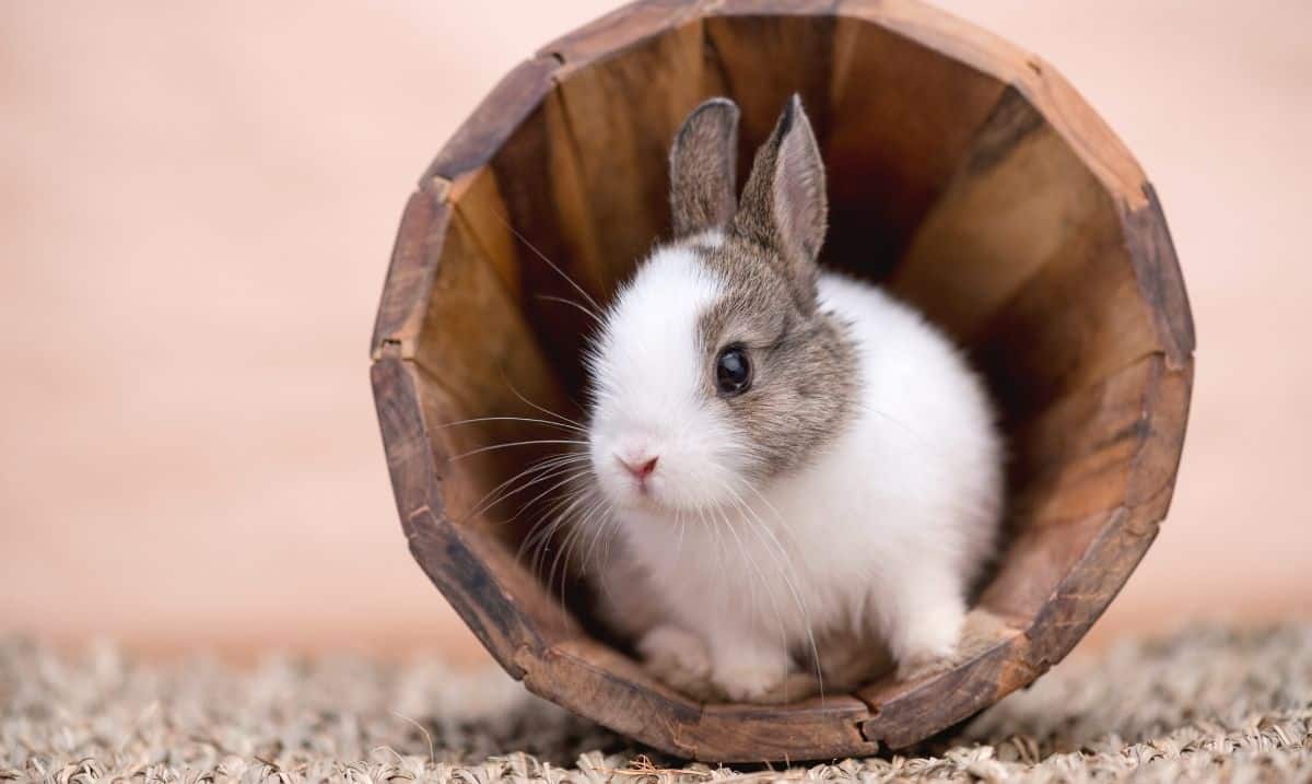 white rabbit with brown spots standing inside a wooden tube on a brown carpet