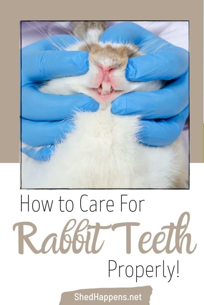 blue gloved hands holding a rabbit in order to examine it's teeth with the text how to care for rabbit teeth properly