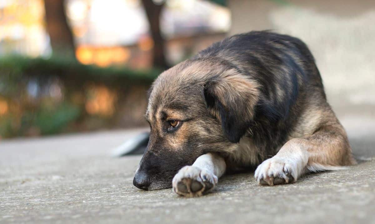 Large black and brown dog with white paws laying on concrete with its head down, looking off toward the left into the distance with a sad expression
