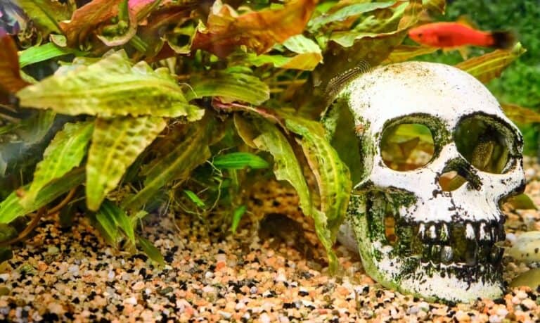 skull decoration inside a fish tank, surrounded by green plants, with an orange fish swimming above it