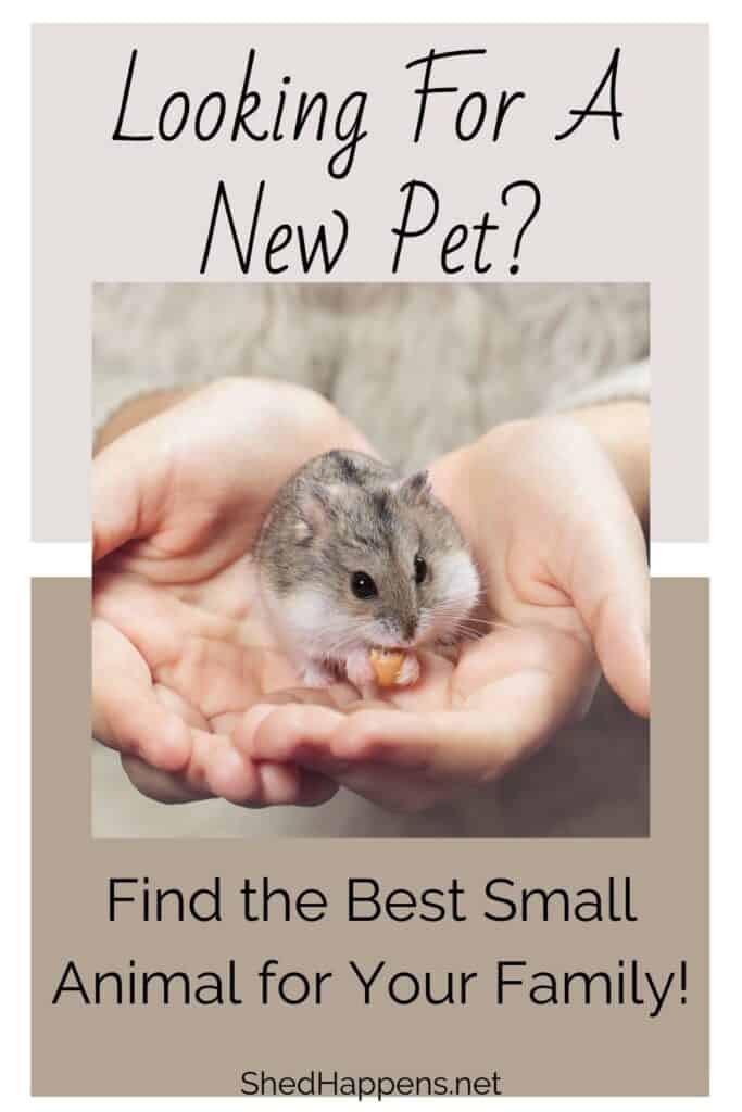 small grey, brown and white hamster eating a carrot, being held in someone's hands with text discussing how to find the best small animal for you and your family