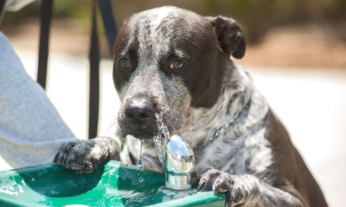 brown and white dog standing on it's hind legs in front of a green water fountain outdoors, it's nose in the stream of running water
