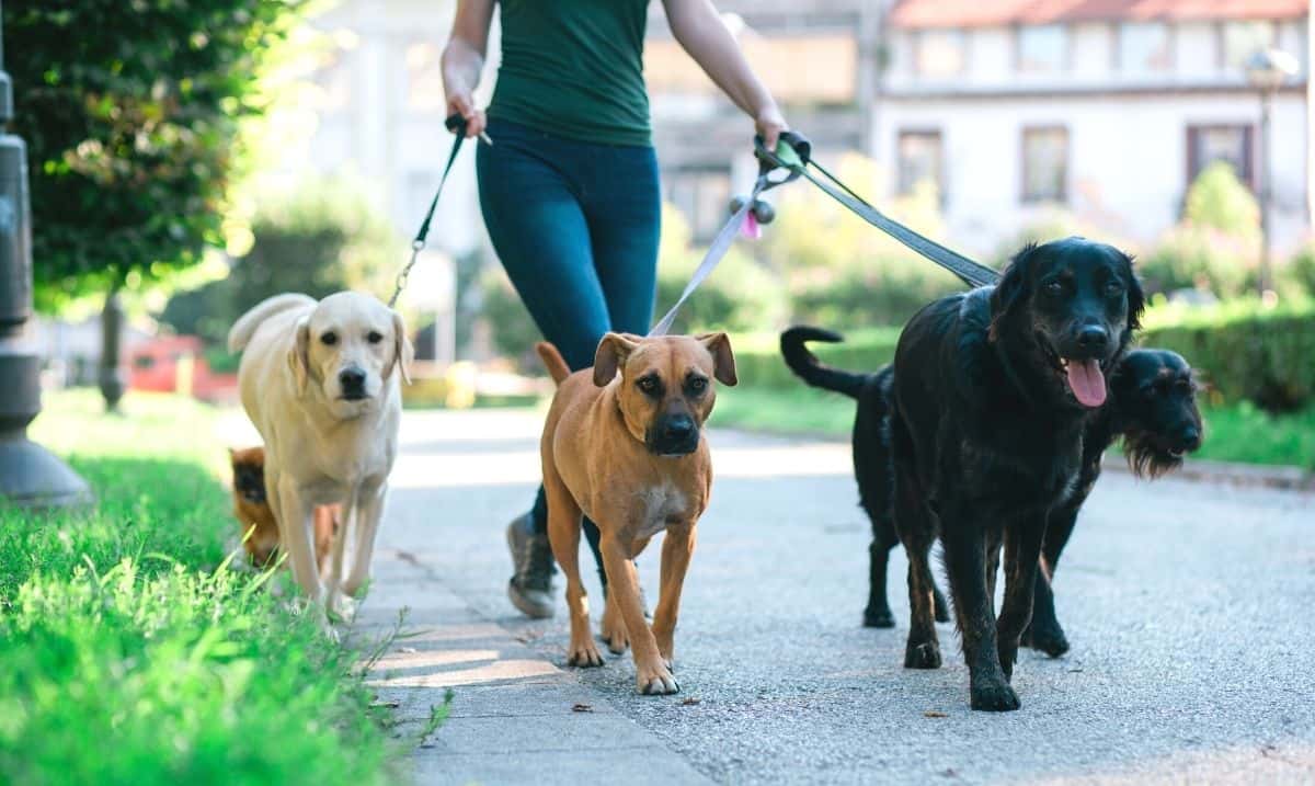 woman wearing a dark green t-shirt and jeans walking 5 dogs outside on a cement path