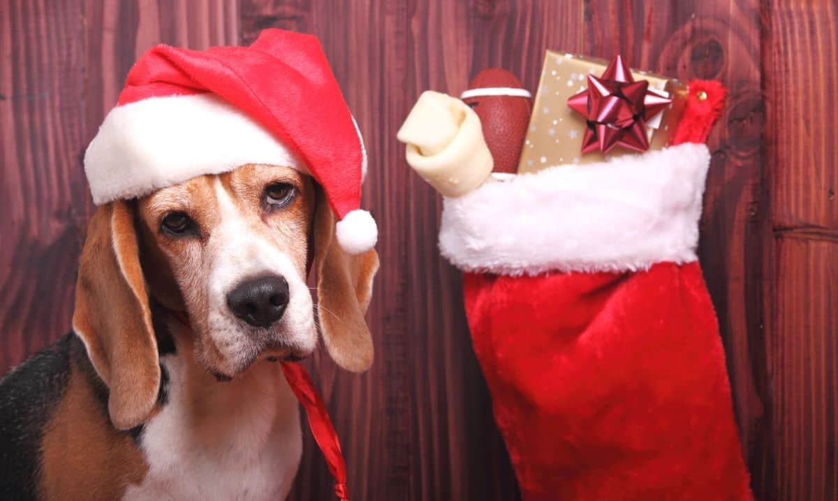 brown and white dog with floppy ears, wearing a santa hat, standing next to a Christmas stocking full of gifts