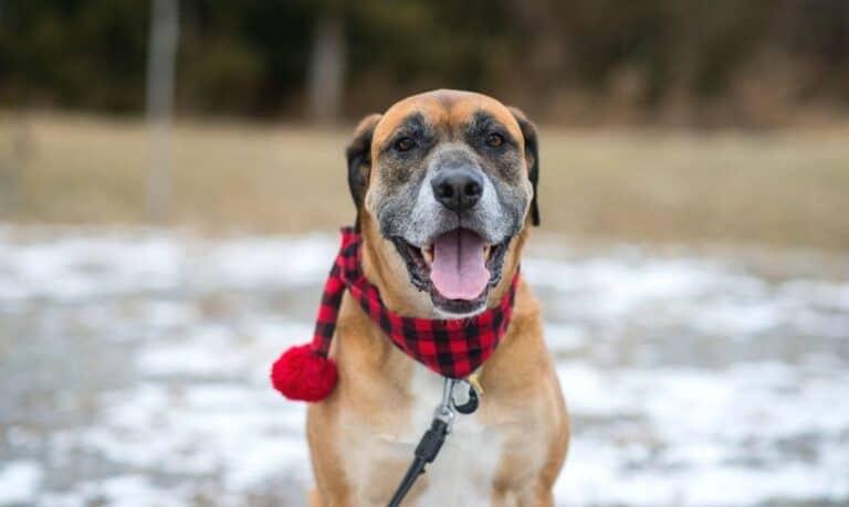 brown black and white senior dog, with greying around it's muzzle, sitting outside in the snow with a red and black plaid scarf