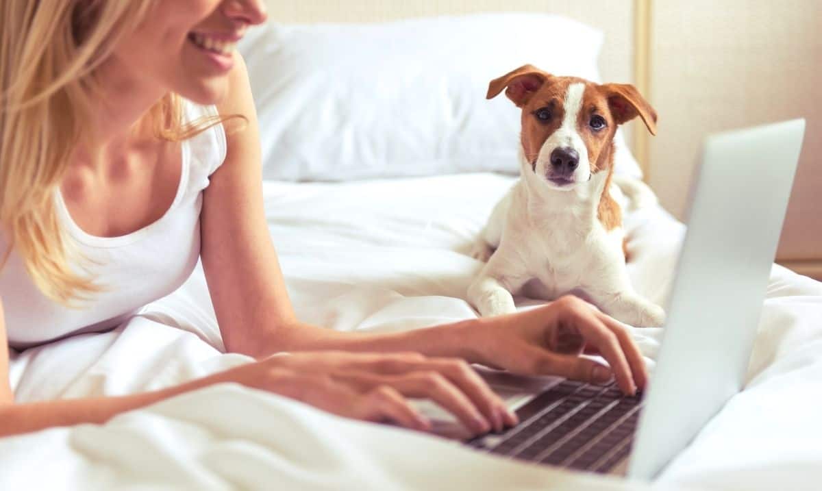woman laying on white bedding on a bed, typing on a laptop in front of her while a white and brown dog looks on
