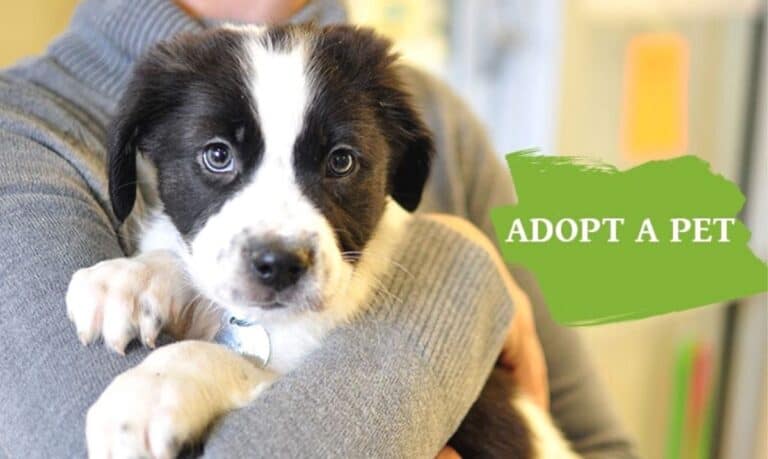 small black and white dog being held by someone wearing a grey sweater with the text adopt a pet on a green background
