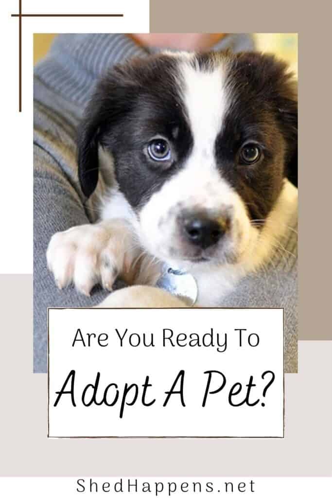 A small black and white dog being held by someone wearing a grey sweater with the text are you ready to adopt a pet?