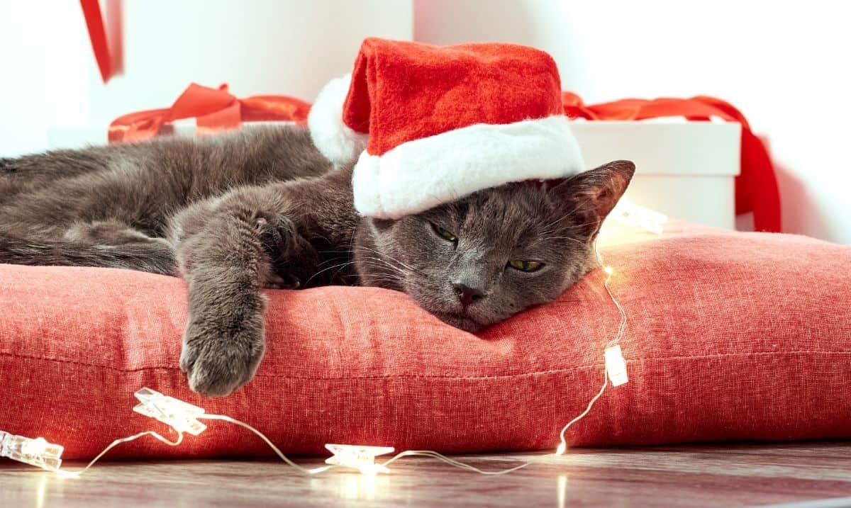 dark grey cat laying on a red pillow, surrounded by white decorative lights and wearing a Santa hat