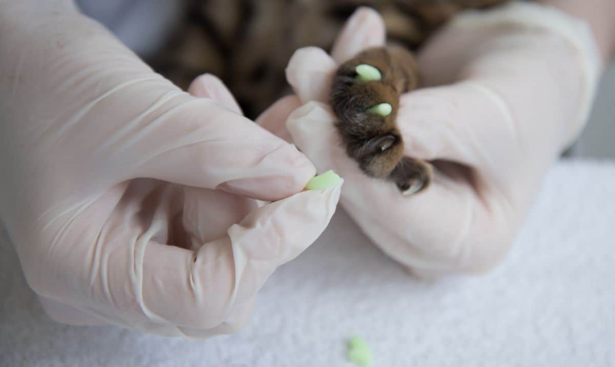Cat's paw being held by a veterinary professional wearing disposable gloves, applying glow in the dark nail caps