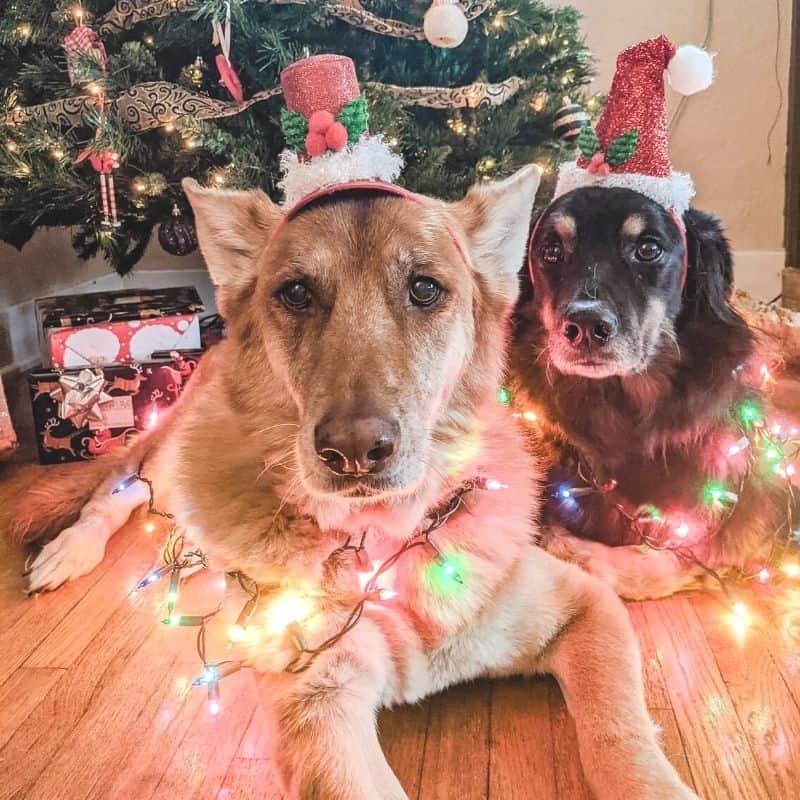 a large brown dog and black dog laying on a wooden floor in front of the Christmas tree wearing Santa hats and wrapped in lights
