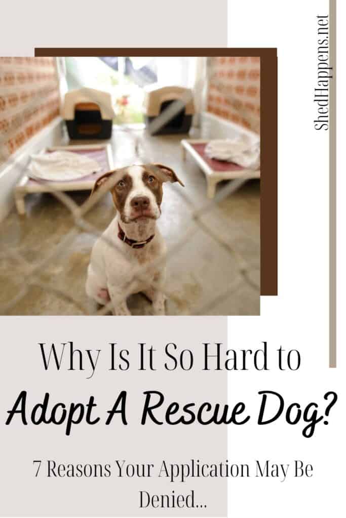 A small white dog with brown on its ears and around both eyes, sitting in a kennel at an animal shelter behind a fence, looking out. Text asking the question Why is it so hard to adopt a rescue dog?