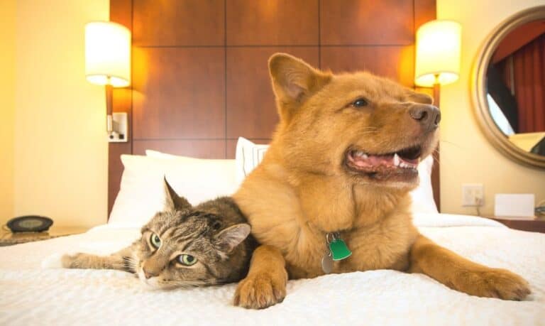 A brown tabby cat and a larger brown dog laying side by side on a hotel bed