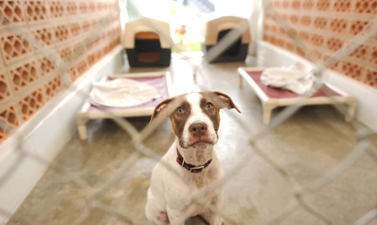 small white dog with brown on it's ears and around both eyes, sitting in a kennel at an animal shelter behind a fence, looking out