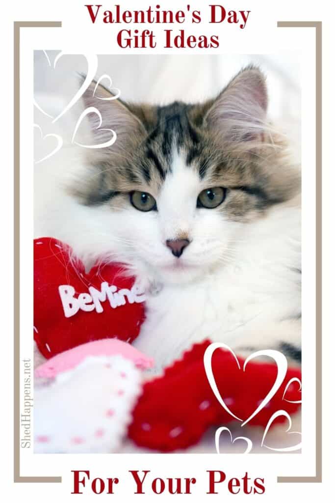 small white and grey tabby cat with long hair laying on a white photo studio backdrop with a pile of red, pink and white foam hearts with the text Valentine's Day gift ideas for pets