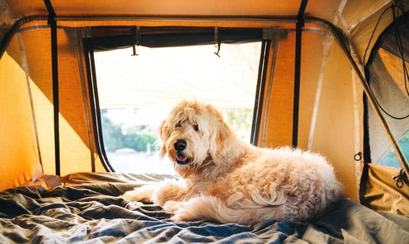 A large dog with white shaggy fur is laying on a blanket inside a tented area with a screened window open behind it revealing an outdoor landscape of trees.