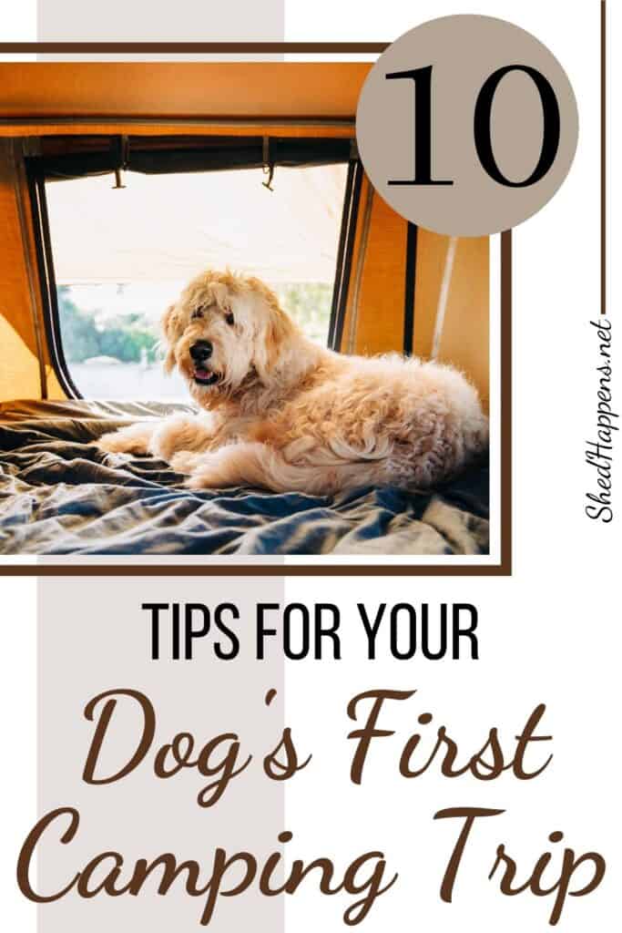 A large dog with white shaggy fur is laying on a blanket inside a tented area with a screened window open behind it revealing an outdoor landscape of trees. Text announces 10 tips for your dog's first camping trip.