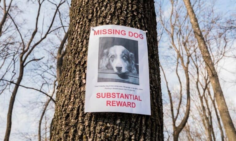A 'missing dog' poster with red text and a black and white photo of a dog tacked up on a tree trunk.