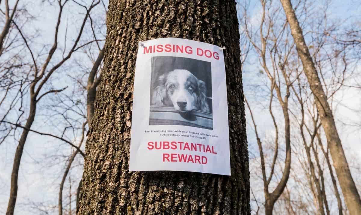 A 'missing dog' poster with red text and a black and white photo of a dog tacked up on a tree trunk.