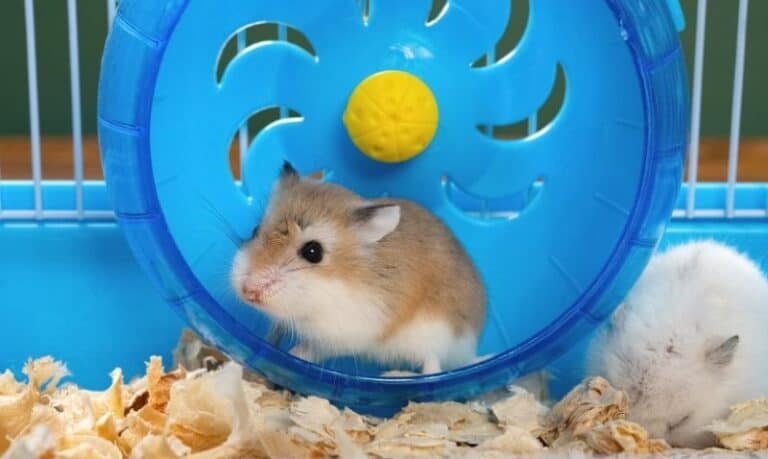 A small brown and white dwarf hamster is sitting inside a blue plastic exercise wheel inside a white and blue wire cage. A second all-white hamster is sitting beside it in the shavings.