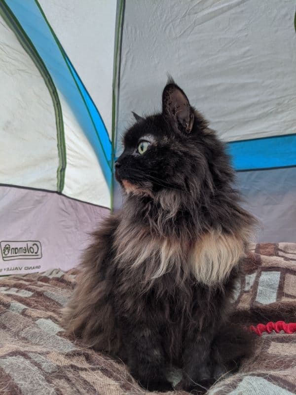 A long-haired tortoiseshell cat is sitting on a brown and blue blanket inside of a grey tent. 