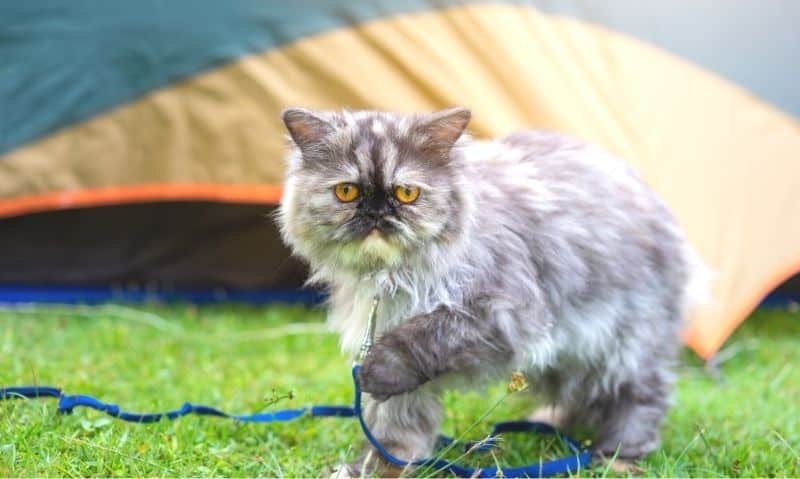 A long-haired grey and white cat with yellow eyes is standing outside in the grass attached to a blue leash and in front of an orange and grey tent. 