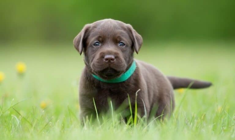 small dark grey puppy waring a green collar standing in the grass