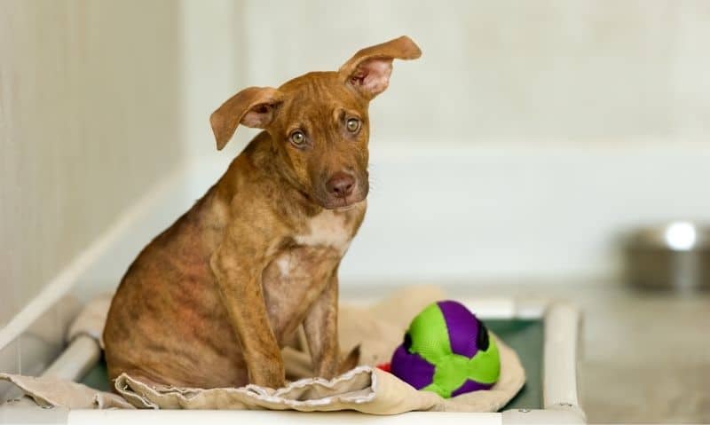 A small brown brindle dog sitting on a raised dog bed with a blanket and dog toy.