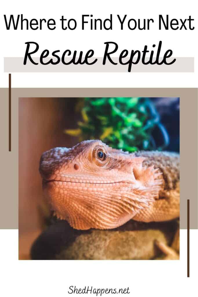 A bearded dragon relaxing on a rock in its habitat. Text states: Where to find your next rescue reptiles