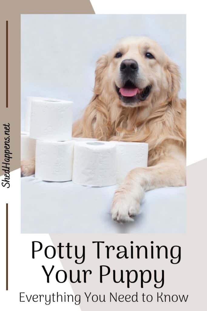 a golden retriever laying on a white surface with several rolls of toilet paper and text states: potty training your puppy, everything you need to know