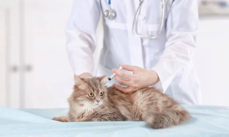 long-haired tabby cat on a veterinary exam table being vaccinated