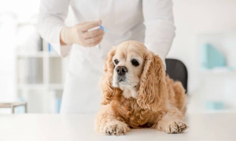 small brown dog getting vaccinated by veterinarian