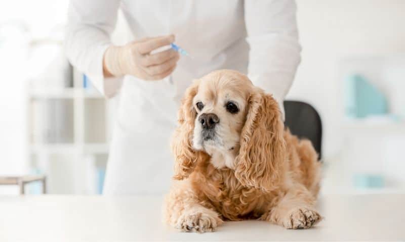 small brown dog getting vaccinated by veterinarian