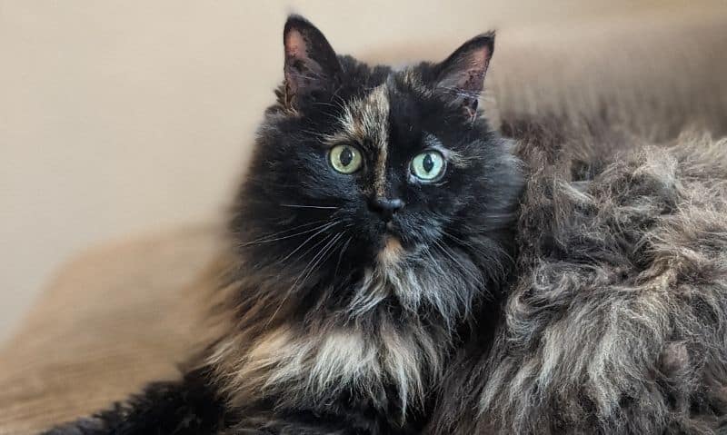 long-haired tortoiseshell cat