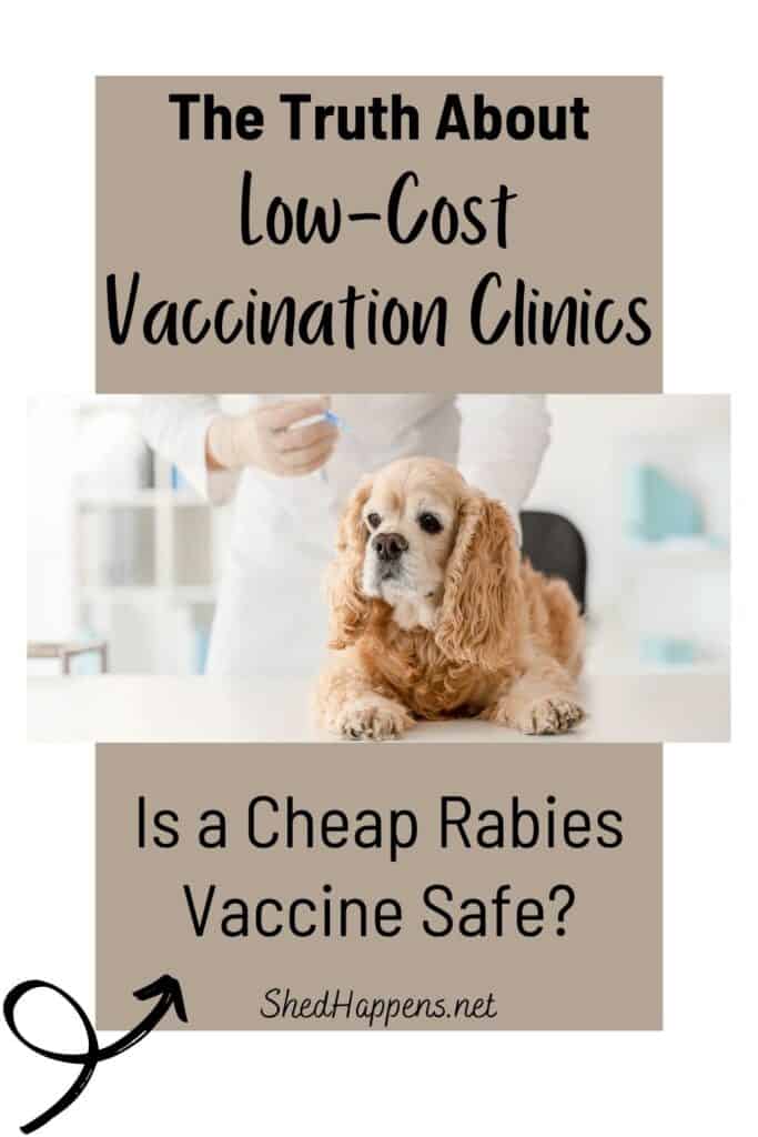 small brown dog getting vaccinated by a veterinarian with text stating: The truth about low-cost vaccination clinics, is a cheap rabies vaccine safe?