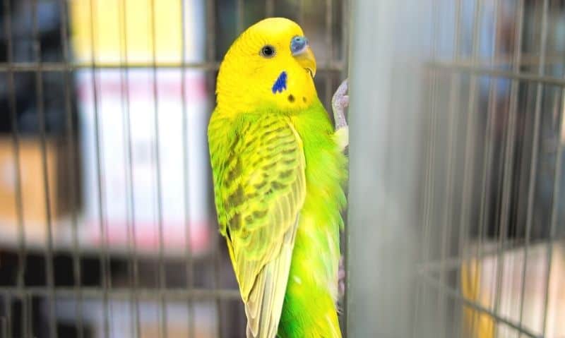 budgie in a cage