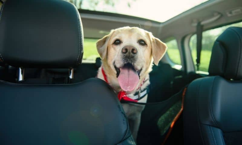 dog sitting in the back seat of a vehicle
