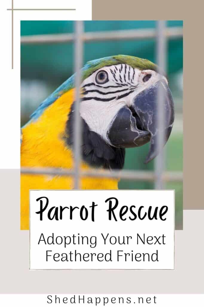 macaw looking out of a cage with text that states: parrot rescue, adopting your next feathered friend
