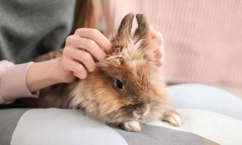 brown rabbit on person's lap | Learn to Recognize These 12 Common Rabbit Diseases, Illnesses and Ailments